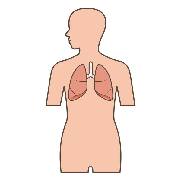 Ilustração dos pulmões — Vetor de Stock
