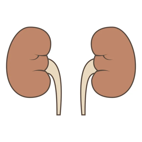 Ilustração do Rim —  Vetores de Stock