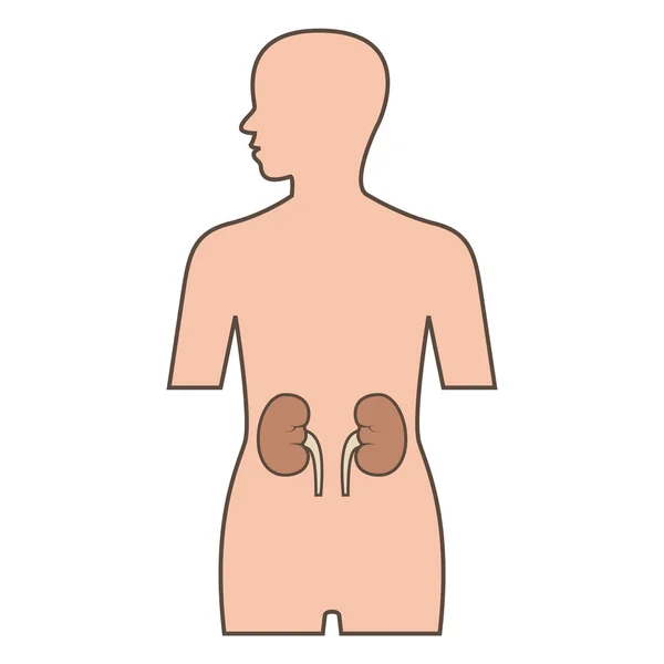 Ilustração do Rim —  Vetores de Stock