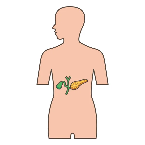 Ilustração de pâncreas e vesícula biliar — Vetor de Stock