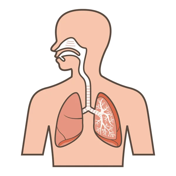 Ilustración del sistema respiratorio — Archivo Imágenes Vectoriales