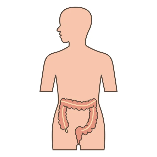 Illustratie van de dikke darm — Stockvector