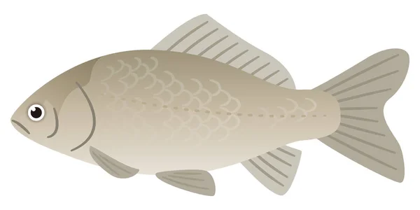 Illustration Freshwater Fish Crucian Carp — Stock Vector