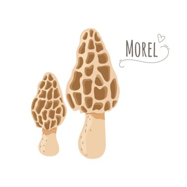 Yenilebilir mantar seti. Morchella mantarı, beyaz arka planda izole edilmiş. Basitleştirilmiş vektör illüstrasyonu. .