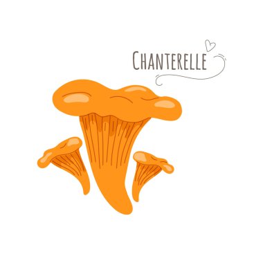 Chanterelle, Cantharellus cibarius mantarları beyaz arka planda izole edilmiş. Basitleştirilmiş vektör illüstrasyonu.