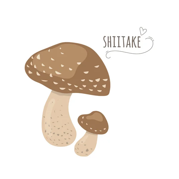 Шиитаке, грибы шиитаке, изолированные на белом фоне. — стоковый вектор