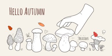 Merhaba Autumn.Bolete, Morel, Champignon, Chanterelle, King Trompet, Oyster, Chanterelle, Shiitake mantarları, el.