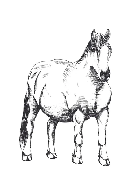 Pferd, Handzeichnung — Stockvektor