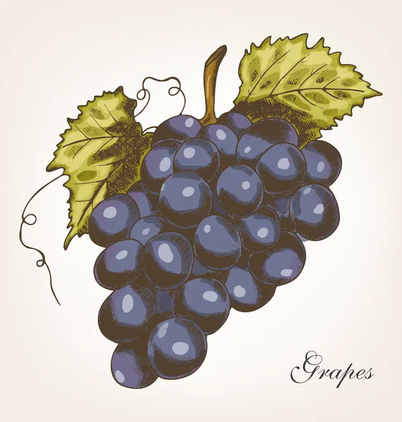 Uvas, ilustración vectorial — Archivo Imágenes Vectoriales