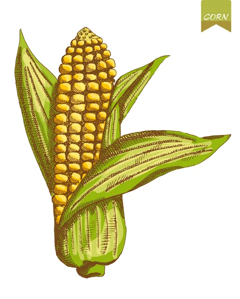 Ilustração vetorial gravura de milho — Vetor de Stock