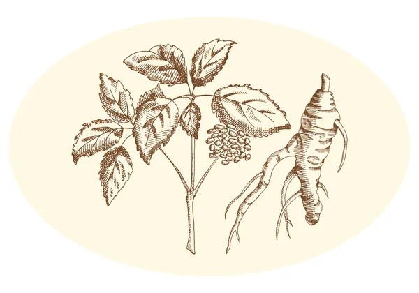 Ginseng crayon dessiné — Image vectorielle
