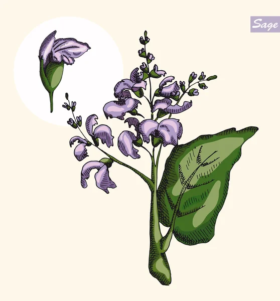 Salvia, ilustración del vector de color — Vector de stock