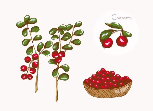 Cowberry dipinti, illustrazione vettoriale — Vettoriale Stock