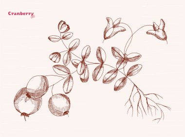 El çizimi kızılcık