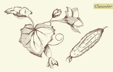 salatalık, vektör çizim