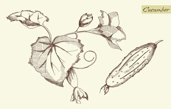 Огурец, векторная иллюстрация — стоковый вектор