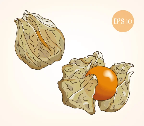 Physalis croquis vectorial, color . — Vector de stock