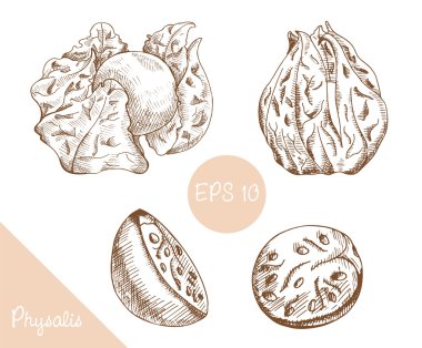 El Physalis, vektör çizim çizimi