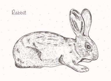 El çizimi bir tavşan