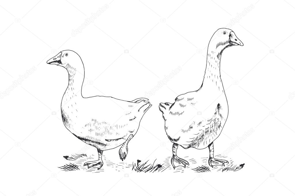 Geese, vector illustration