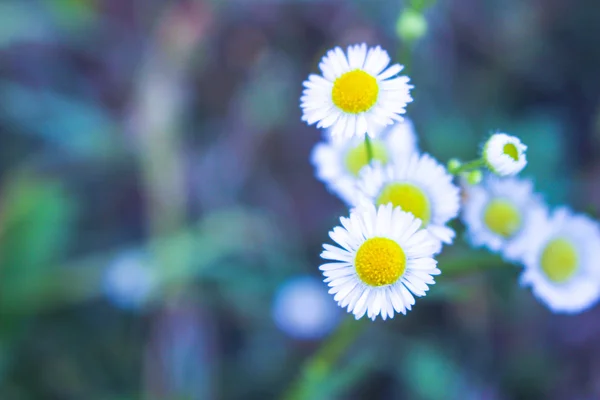 Kamille, bloem van de liefde en trouw — Stockfoto