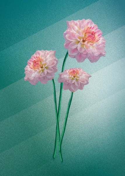  resimde pembe çiçekler