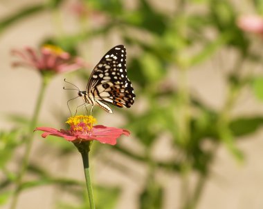 Kelebek ve Zinnia çiçeği