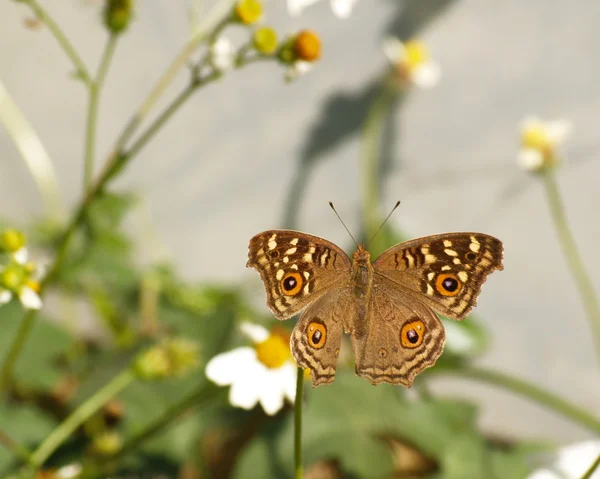 Borboleta laranja e marrom — Fotografia de Stock