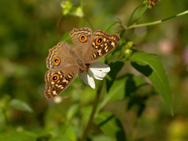 Turuncu ve kahverengi kelebek — Stok fotoğraf