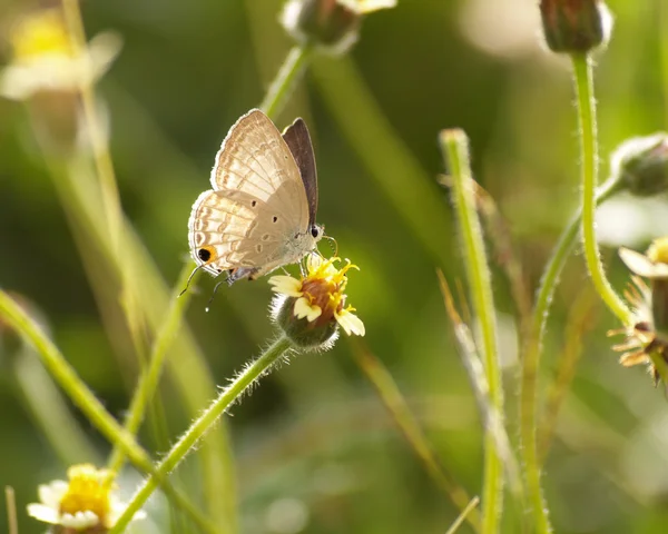 Barna pillangó és virág spanyol tű — Stock Fotó