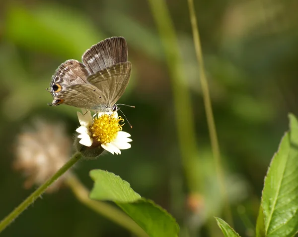 Brown Butterfly ' and ' Spaanse naald bloemen — Stockfoto