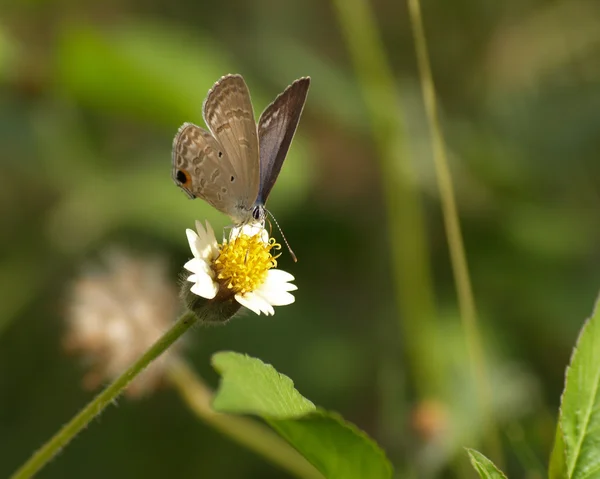 Papillon brun et fleurs d'aiguille espagnole — Photo