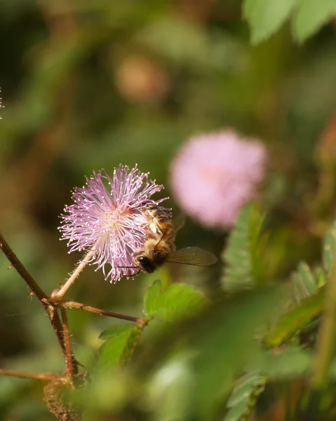 민감한 식물 꽃과 꿀벌 — 스톡 사진
