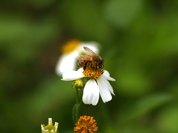 Bee en Spaanse naald bloemen — Stockfoto