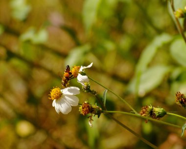Uçan arı ve İspanyol iğne çiçekler