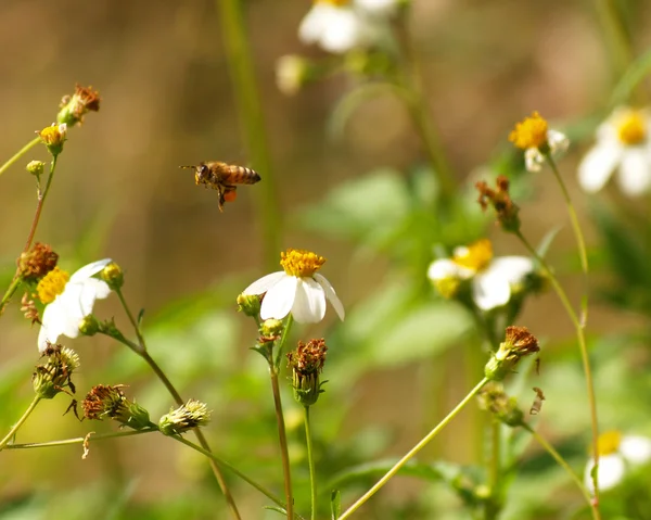 Repülő méh és virág spanyol tű — Stock Fotó