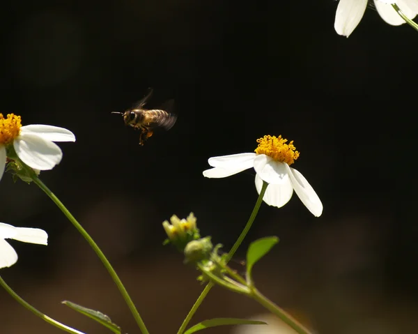 Fliegende Bienen und spanische Nadelblumen — Stockfoto