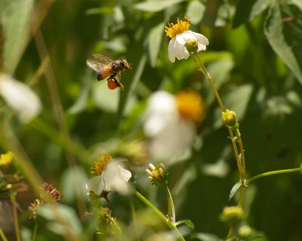 Abelha voadora e flores de agulha espanhola — Fotografia de Stock