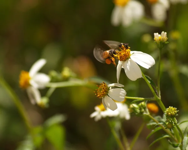 Repülő méh és virág spanyol tű — Stock Fotó