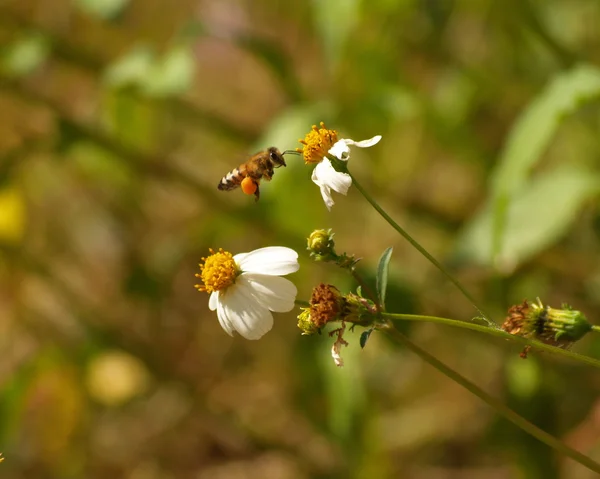 Abelha voadora e flores de agulha espanhola — Fotografia de Stock