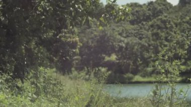 doğada dans bir güzellik