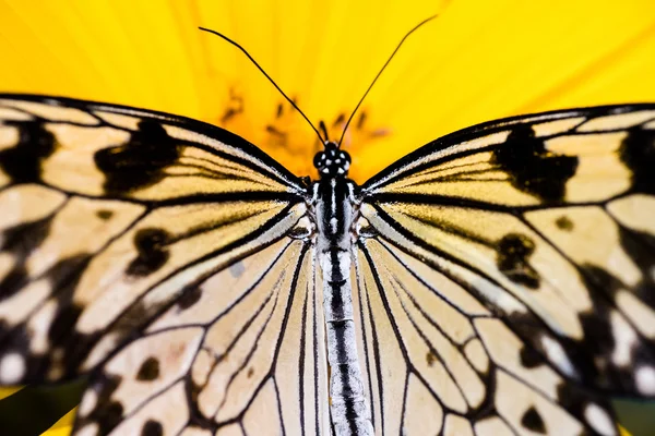 Sarı çiçekte kelebek