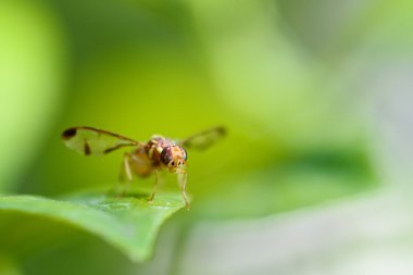Eşek arısının makrosu.