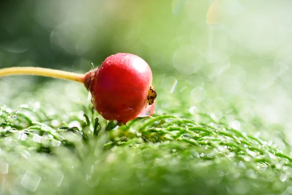 Aratilis fruit fell in the leaves after the rain — Stock Photo, Image