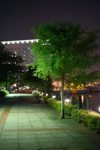 Pathway with tree lighted at night — Stock Photo, Image