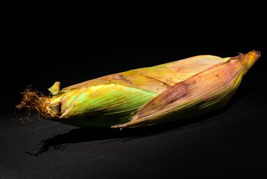 Ev yemeği için taze hasat tatlı mısır..