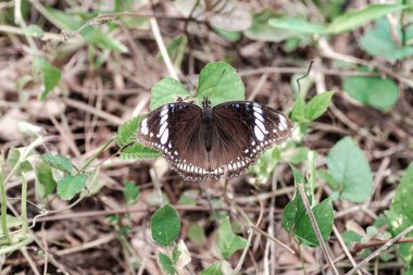 Kara Kelebek vahşi doğada kanatlarını açıyor..