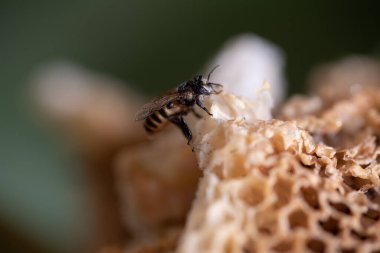 İşçi arı kovanı vahşi doğada.