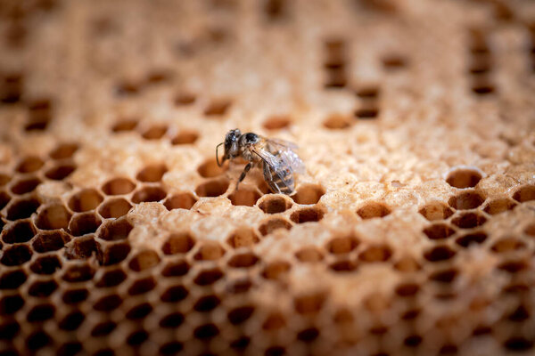 Worker bee in its hive in the wild.