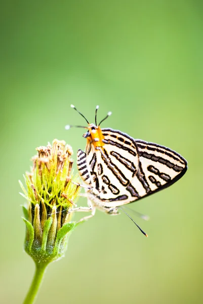 Benim bahçem kelebek